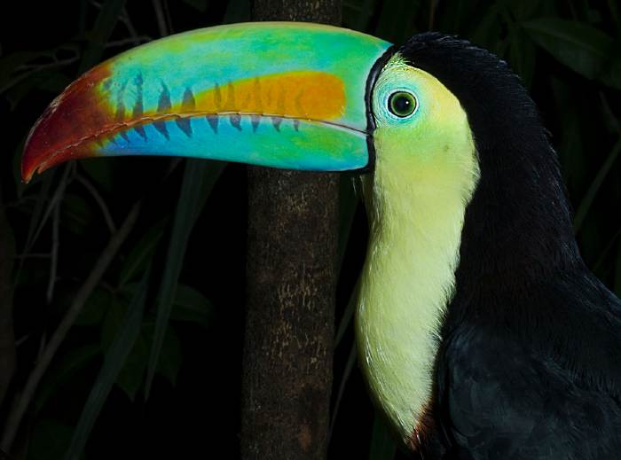 — Toucan — Papiliorama — Kerzers Canton de Berne (CH) —