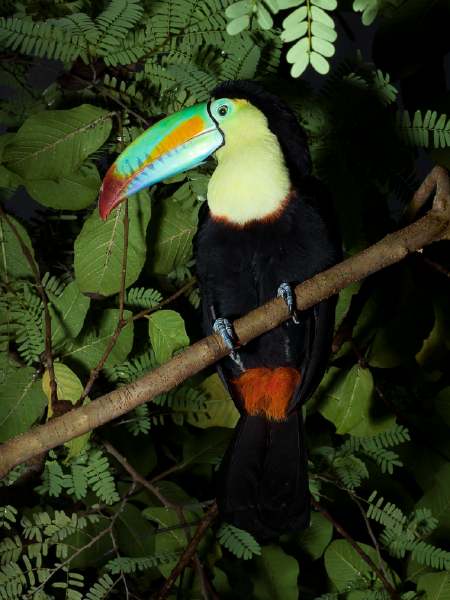 — Toucan — Papiliorama — Kerzers Canton de Berne (CH) —