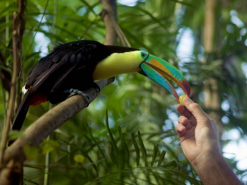 — Toucan — Papiliorama — Kerzers Canton de Berne (CH) —