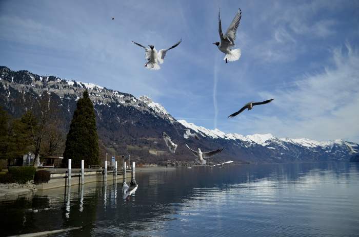 — Lac de Brienz — Interlaken/Bönigen — Canton de Berne —