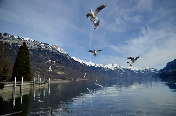 — Lac de Brienz — Interlaken/Bönigen — Canton de Berne —