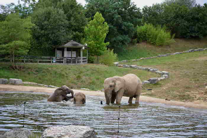 — Ebats d'une famille d'éléphants dans une pièce d'eau — Zoo de Beauval —