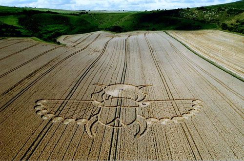 crop circle 