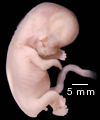 embryon 
