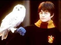 Harry Potter et sa chouette