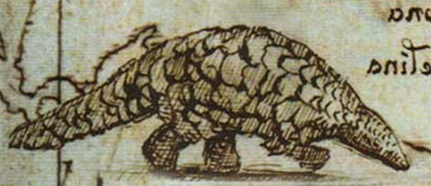 Pangolin en mode symétrique