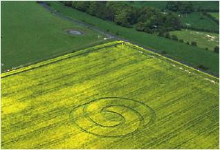 crop circle dans un  champ de colza
