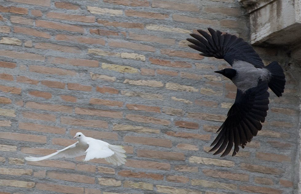 attaque du corbeau sur la première colombe