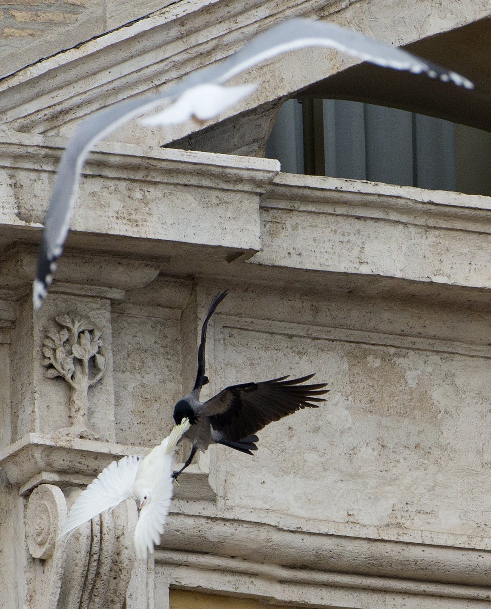 attaque de la deuxième colombe par une mouette