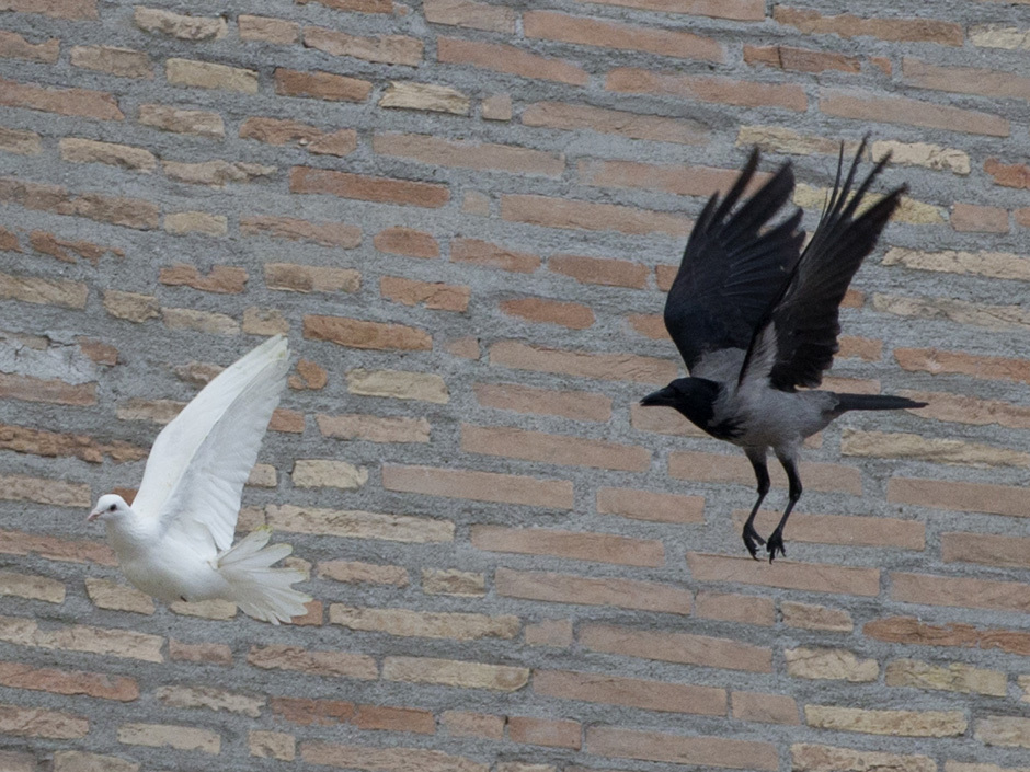 attaque du corbeau sur la première colombe