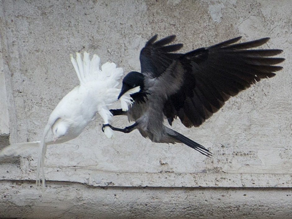 attaque du corbeau sur la première colombe