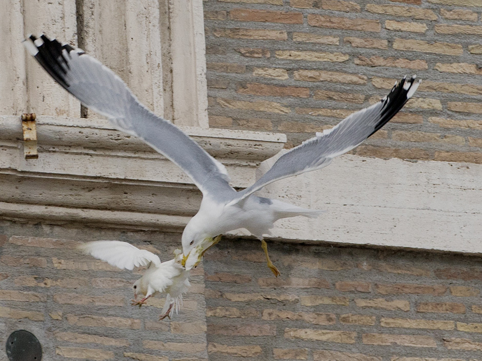 attaque de la deuxième colombe par une mouette