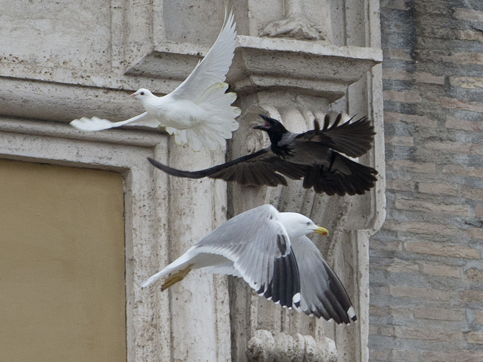 attaque de la deuxième colombe par une mouette