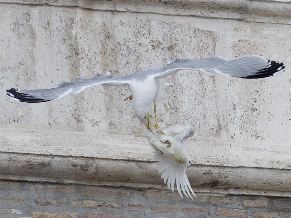 attaque de la deuxième colombe par une mouette