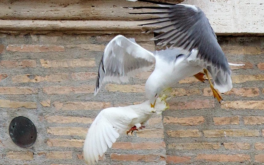 attaque de la deuxième colombe par une mouette