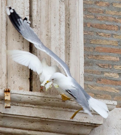 attaque de la deuxième colombe par une mouette