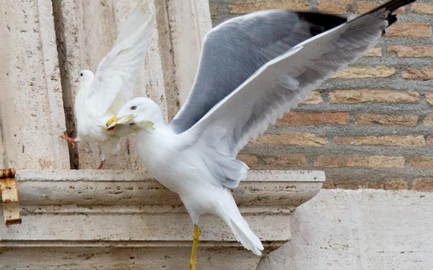 attaque de la deuxième colombe par une mouette