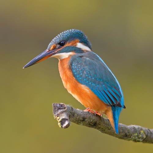 "Martin-pêcheur" d'Europe