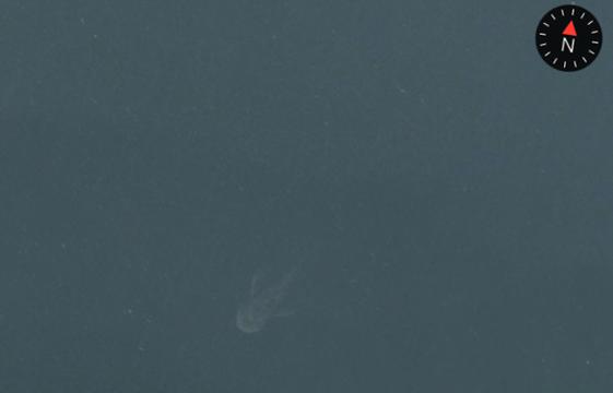 "Nessie" sur Apple Maps?