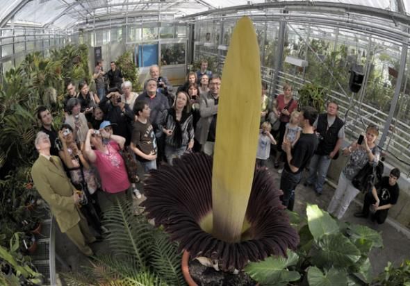 Fleur "pénis de Titan" au jardin botanique de Bâle (CH)