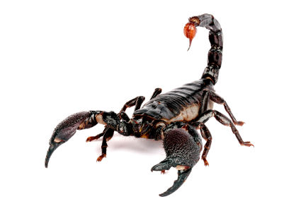 Scorpion