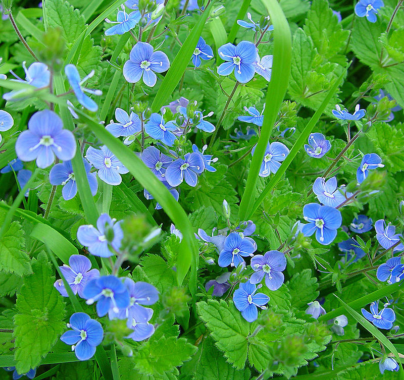 Veronica persica ou Véronique Perse