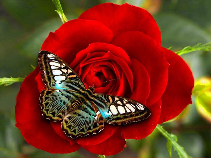 Papillon sur une feleur