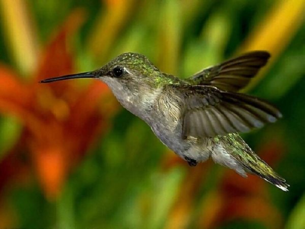 oiseau-mouche