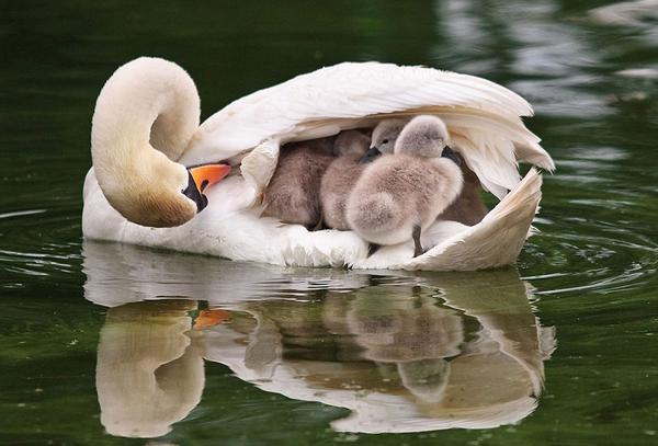 Cygne et ses petits