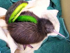 KIWI sous forme de fruit-oiseau