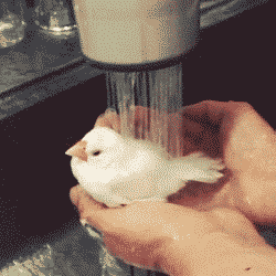 OISEAU prenant une douche