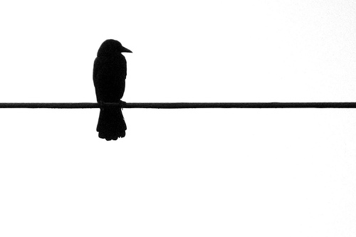Oiseau sur la branche