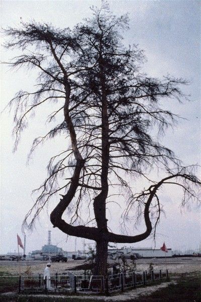 l'arbre aux pendus