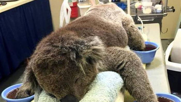 Koala souffrant de brûlures en soins