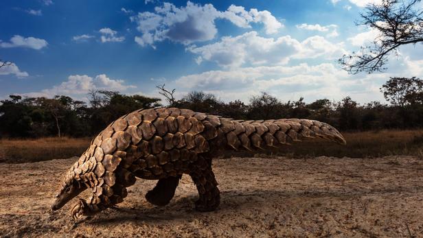 pangolin de Temminck