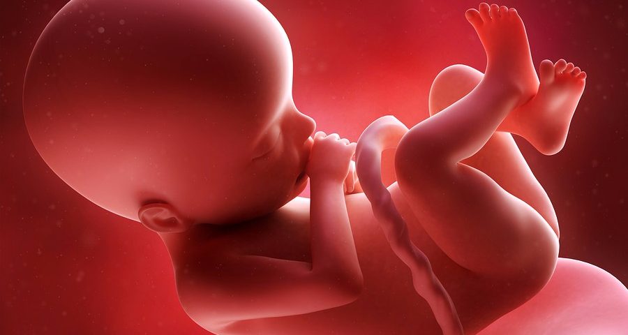 Le développement du goût chez le fœtus et le bébé