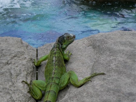 Animaux exotiques