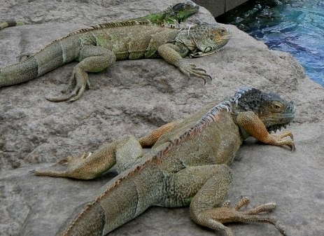 Animaux exotiques