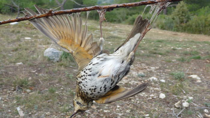 Oiseau piégé par des chasseurs "à la glu"