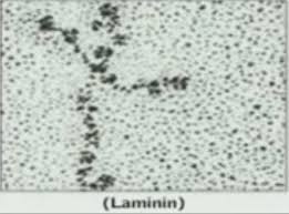 laminine