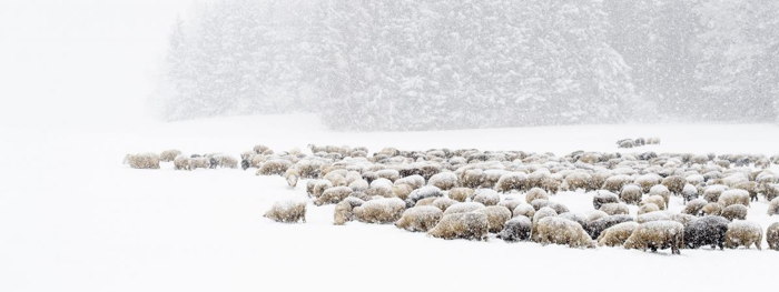 Moutons coincés par la neige