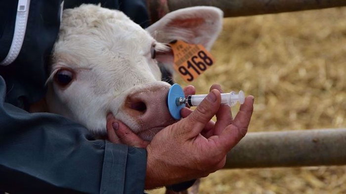 vaccin respiratoire bovin facile à administrer