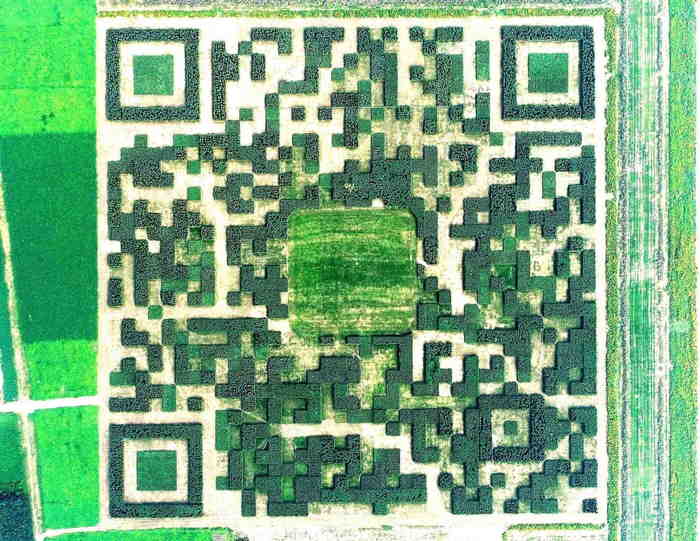 QR code végétal