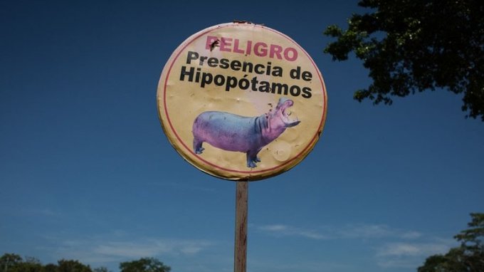 Danger: présence d'hippopotames