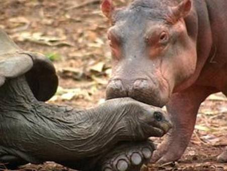 Owen et Mzee