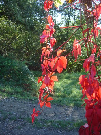 Feuilles rouges