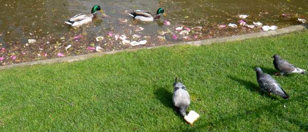 Canards au pied de la Tour Eiffel