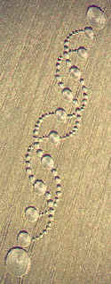 Crop circle ADN