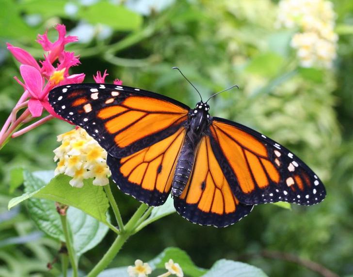 Papillon monarque