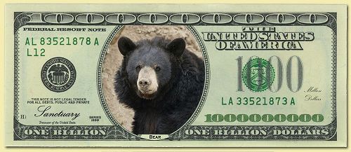 Bear Money